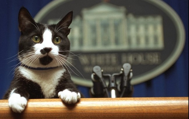 Harris gatos