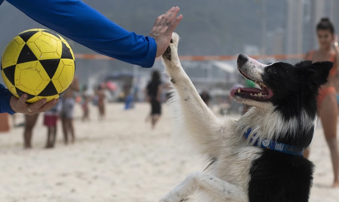 perritojugador