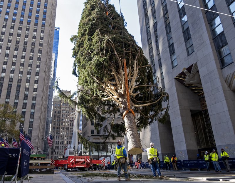 arbol